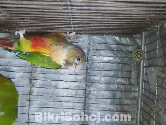 Cunor full adult pair